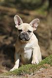 BOULEDOGUE FRANCAIS 549